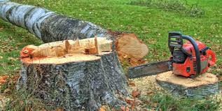 Best Tree Health Inspection  in Alba, NY