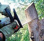 How Our Tree Care Process Works  in  Albany, NY