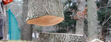 Best Tree Risk Assessment  in Alba, NY