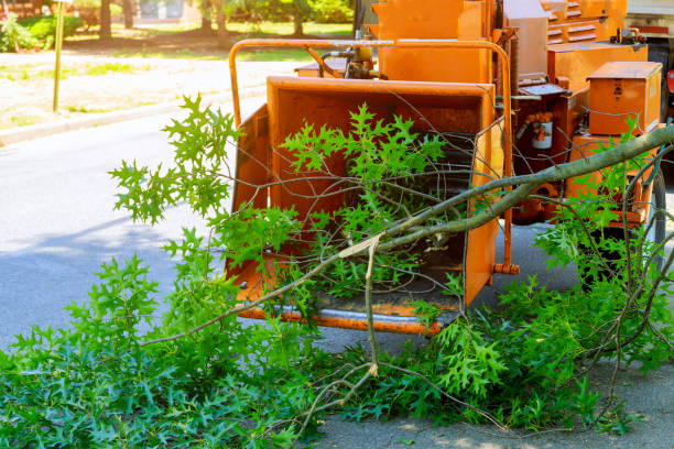 Best Lawn Maintenance Plans  in Alba, NY