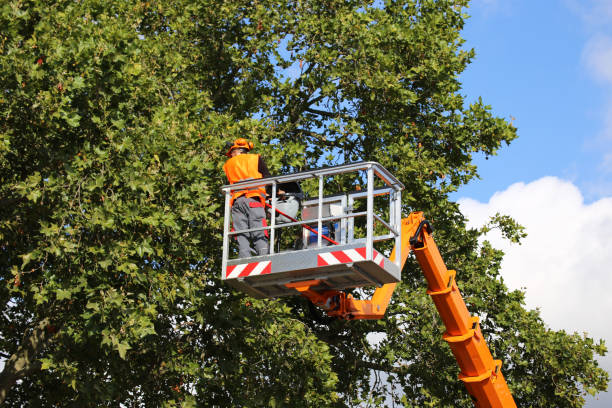 Best Stump Grinding and Removal  in Alba, NY