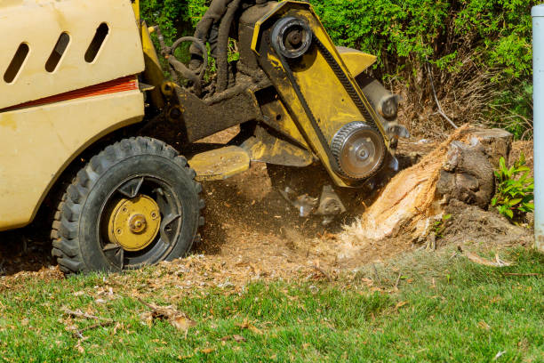 Best Lawn Renovation and Restoration  in Alba, NY
