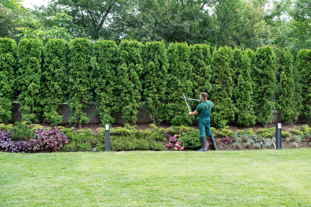 Best Emergency Tree Removal  in Alba, NY