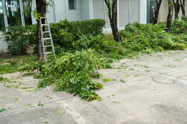 Best Arborist Consultation Services  in Alba, NY