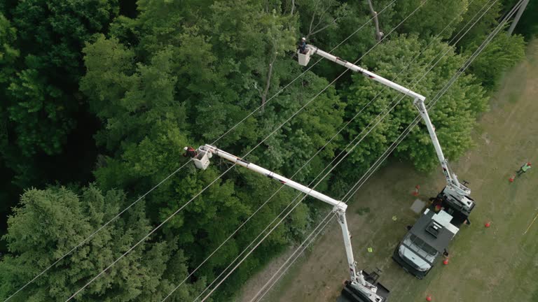 Reliable Albany, NY Tree Services Solutions