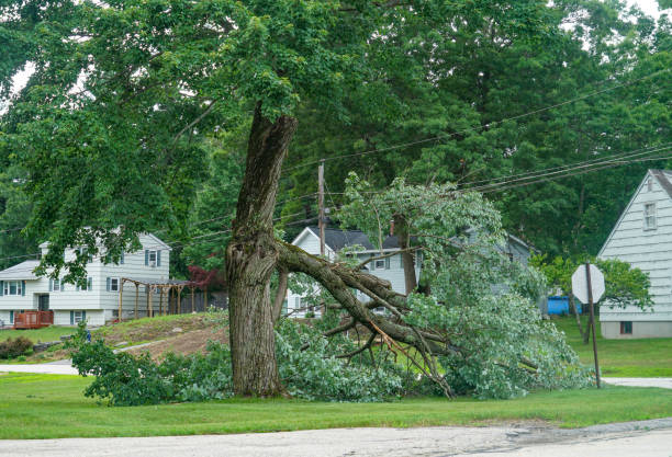 Best Root Management and Removal  in Alba, NY