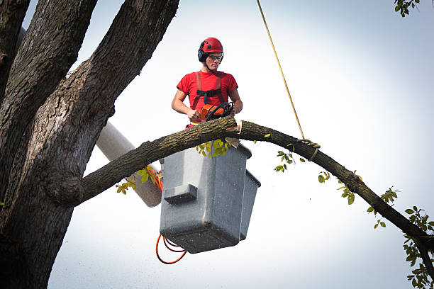 Best Leaf Removal  in Alba, NY