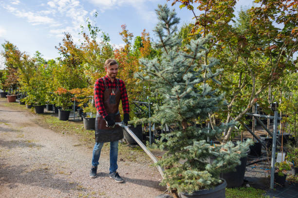Best Weed Control  in Alba, NY