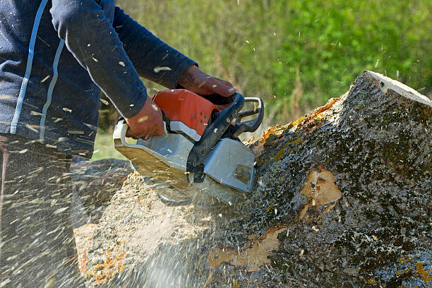 Best Lawn Irrigation Installation and Maintenance  in Alba, NY