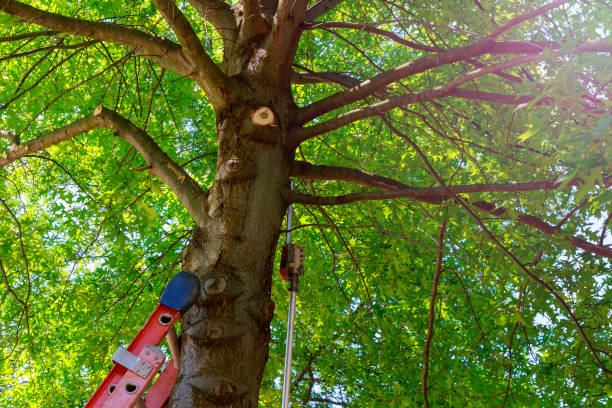 Best Tree Maintenance Programs  in Alba, NY